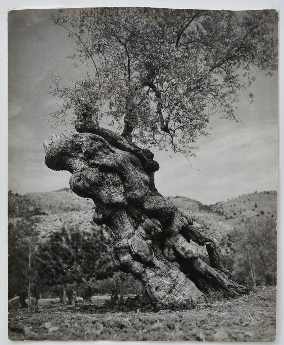 BRASSAI (France/Hungary,1899-1904), Gnarled Tree: BRASSAI (1899-1904), Gnarled Tree photograph, 14" x 11 1/2", matted to 20"x 17 1/2" with artist's back stamp verso, plus Sotheby's Arcade sticker mid-20th century