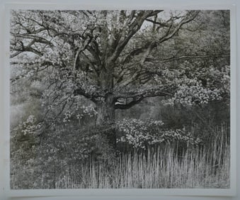 George Tice  (1938-2025). Oak Tree, 1970