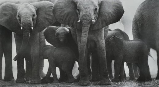 Peter Beard (1938-2020) Elephant Family, Ewaso Nyiro, Kenya, 1960