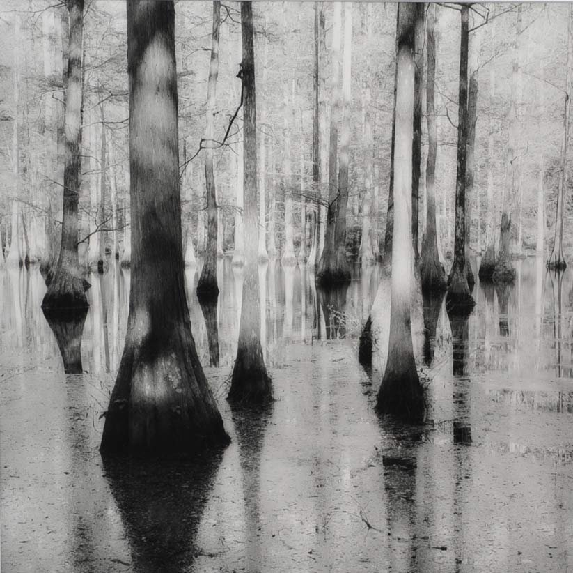 Sally Gall: from the portfolio 'Selected Landscapes' Bayou sheet 20" x 16", image: 15" x 15" framed, signed and titled verso in pencil estimate 750/1000 Shipping available within the Continental USA (excludes ins