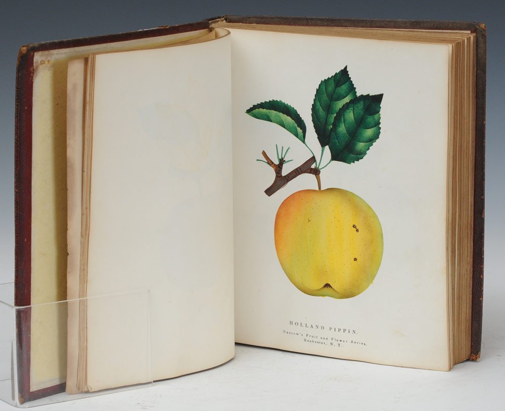 Darrow Brothers Nurseryman's Catalog: a fruit and flower sample books filled with hand colored prints (200+) each 10" x 8 1/2" Rochester, New York mid-19th century, the cover embossed "Wallace Darrow"