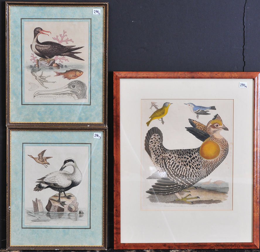 Group of 3 Ornithological Prints: 12 1/2" x 10" all of birds two smaller after George Edwards SHIPPING: Buyer is responsible for arranging 3rd party shipping. Also see 3rd party shipper list provided in SHIPPING tab.