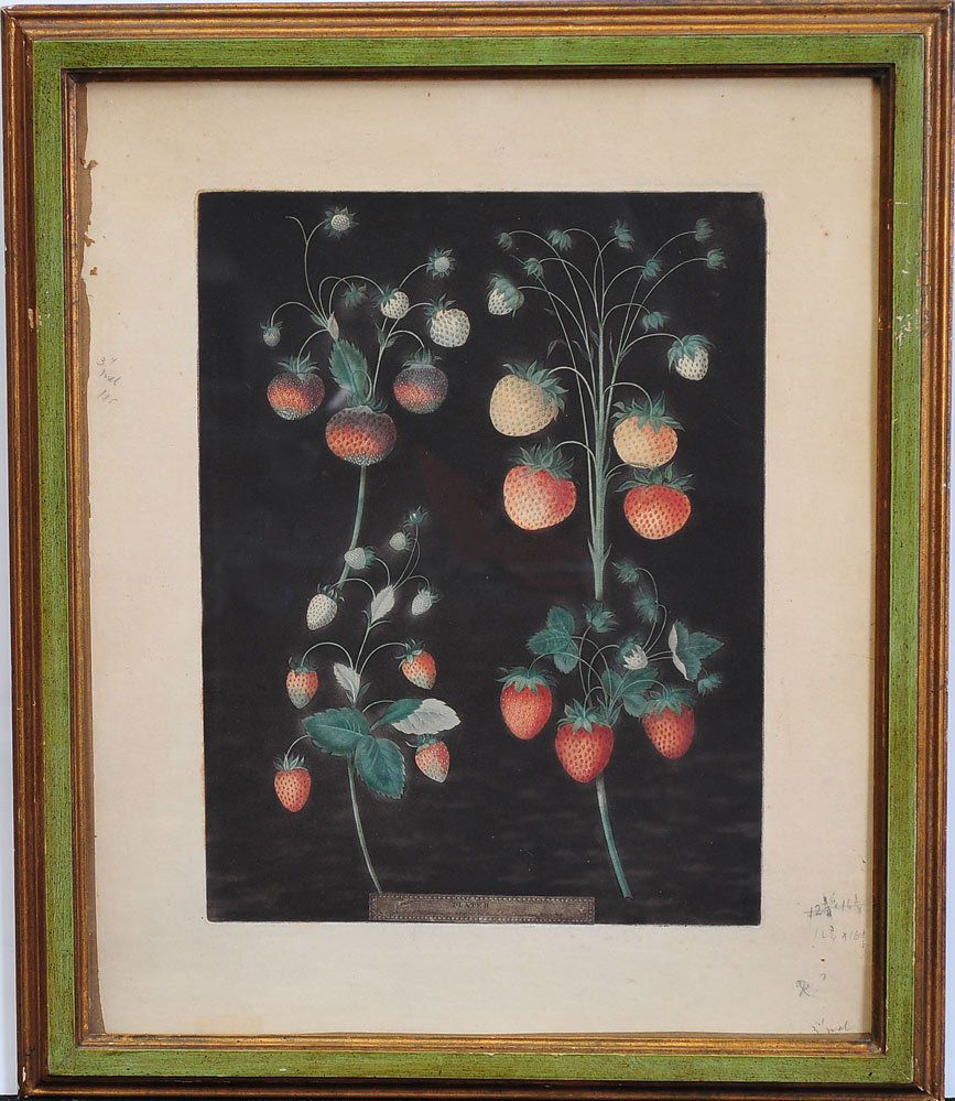 George Brookshaw Print: Strawberries 16 1/2" x 12 1/4" aquatint early 19th century SHIPPING: Buyer is responsible for arranging 3rd party shipping.