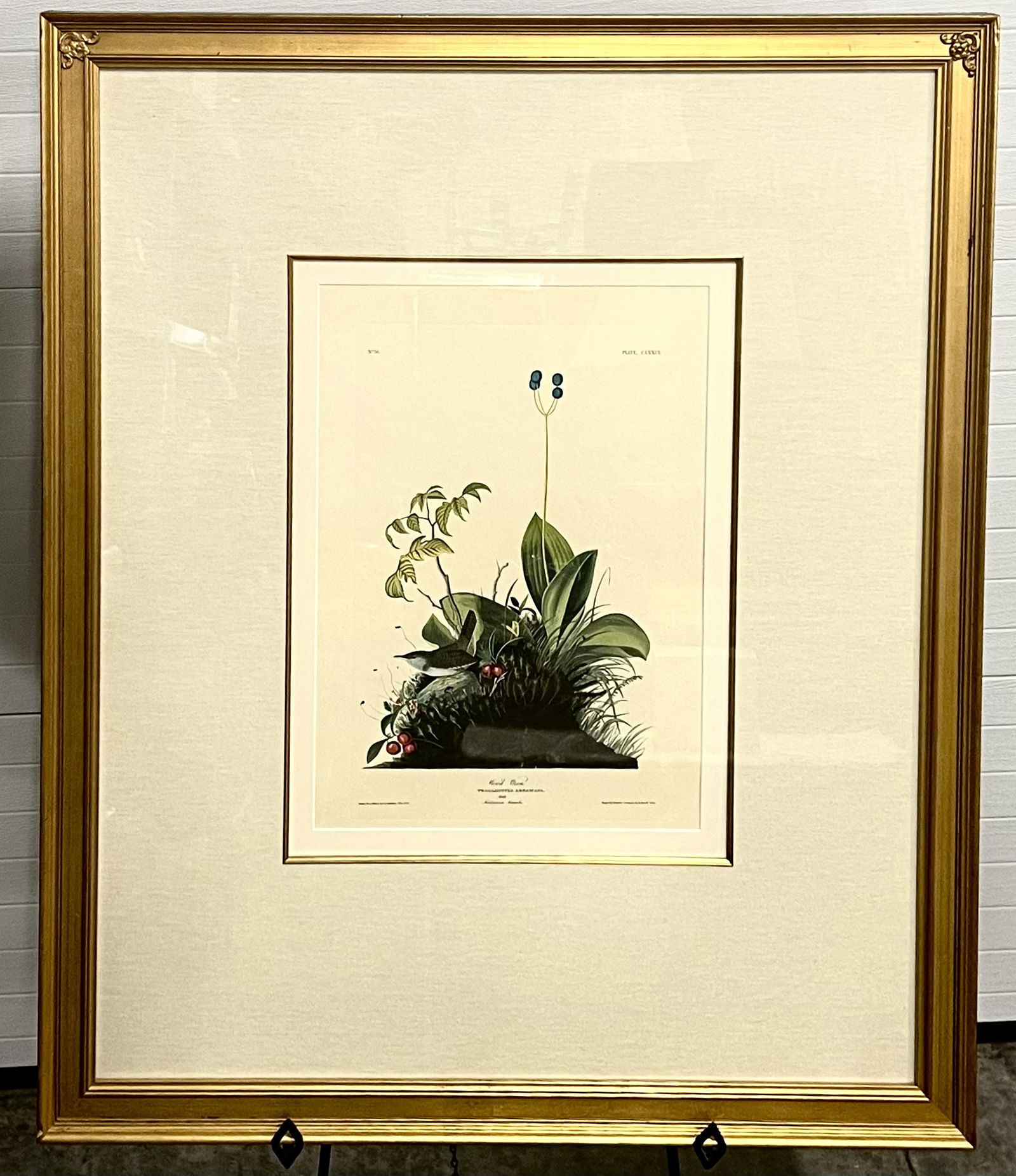 Large Gold Framed Male White-Breasted Wood Wren (1 of 6)