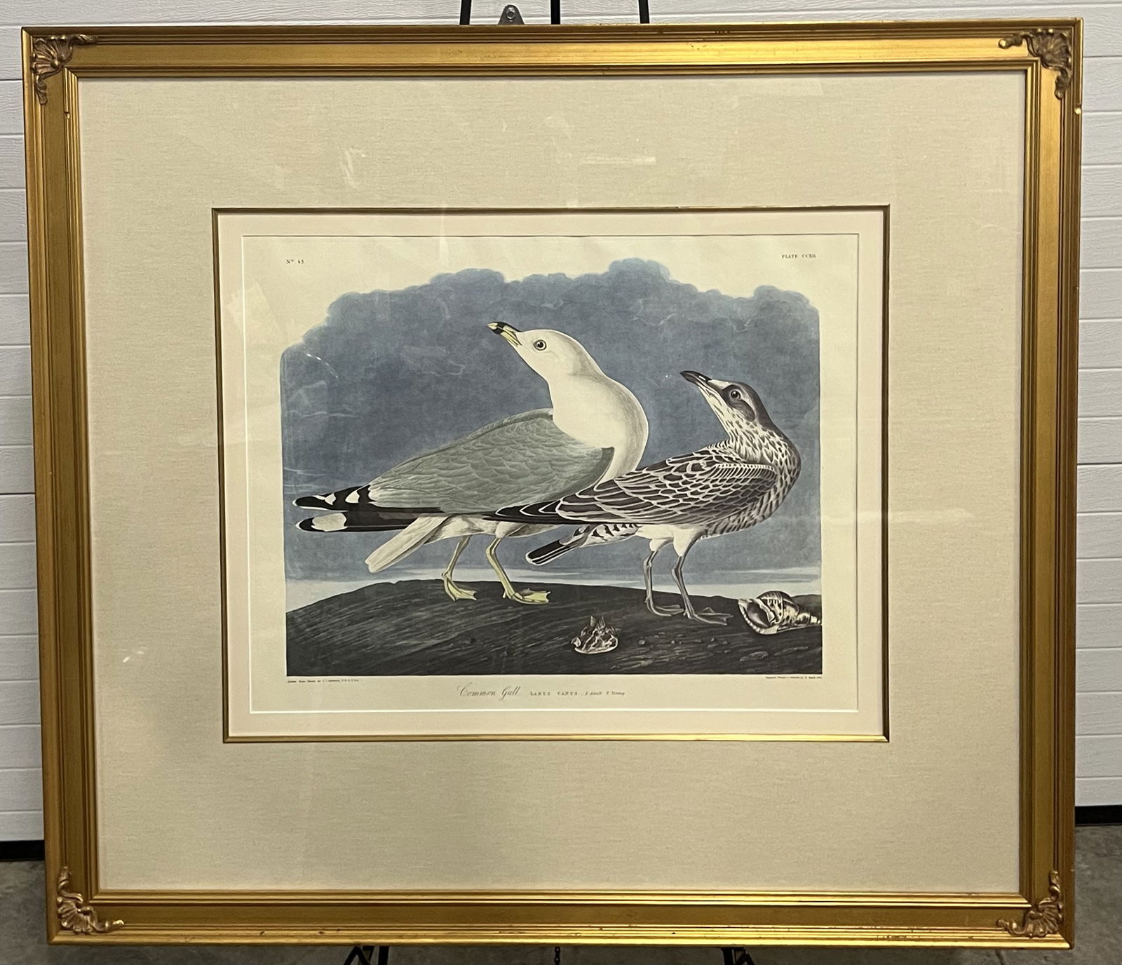 Large Gold Framed Common Gulls (1 of 6)