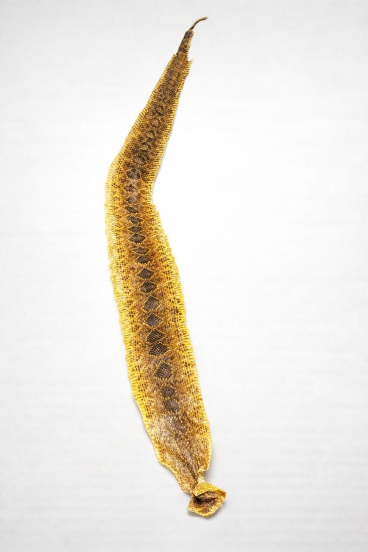 Mounted Rattlesnake Skin with Intact Rattle, Natural History Specimen (1 of 3)