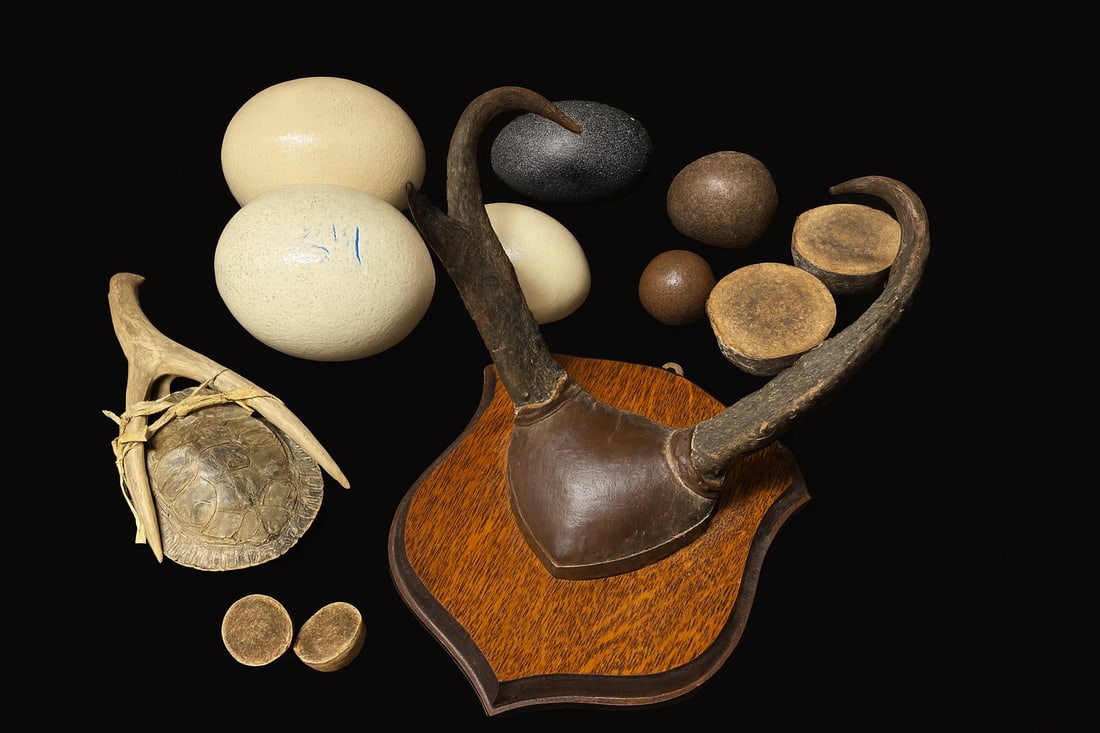 Collection of Exotic Eggs, Antelope Horn Mount, Turtle Shell With Antler & Natural Specimens (1 of 4)