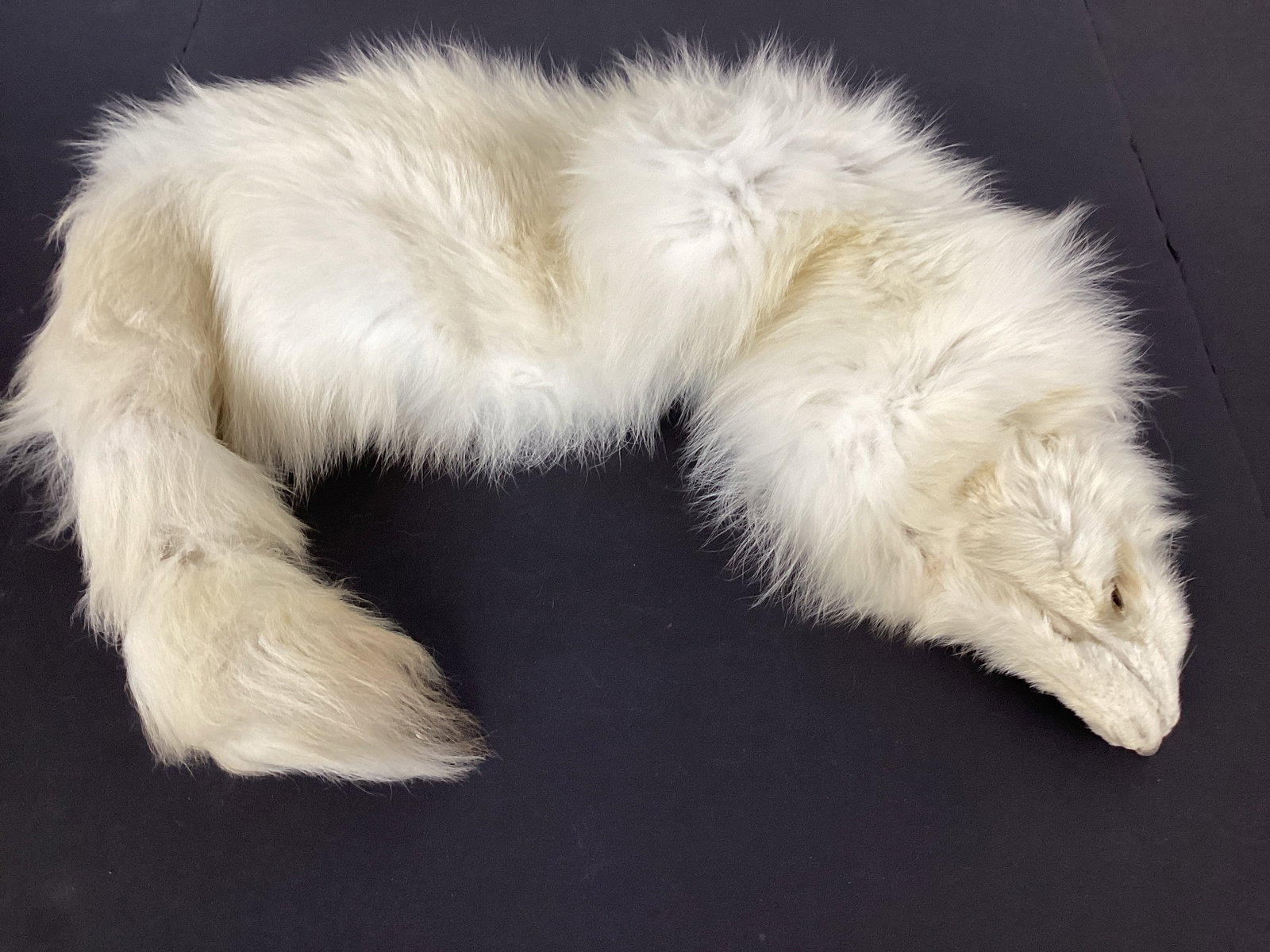 Arctic Fox Pelt: 38" long