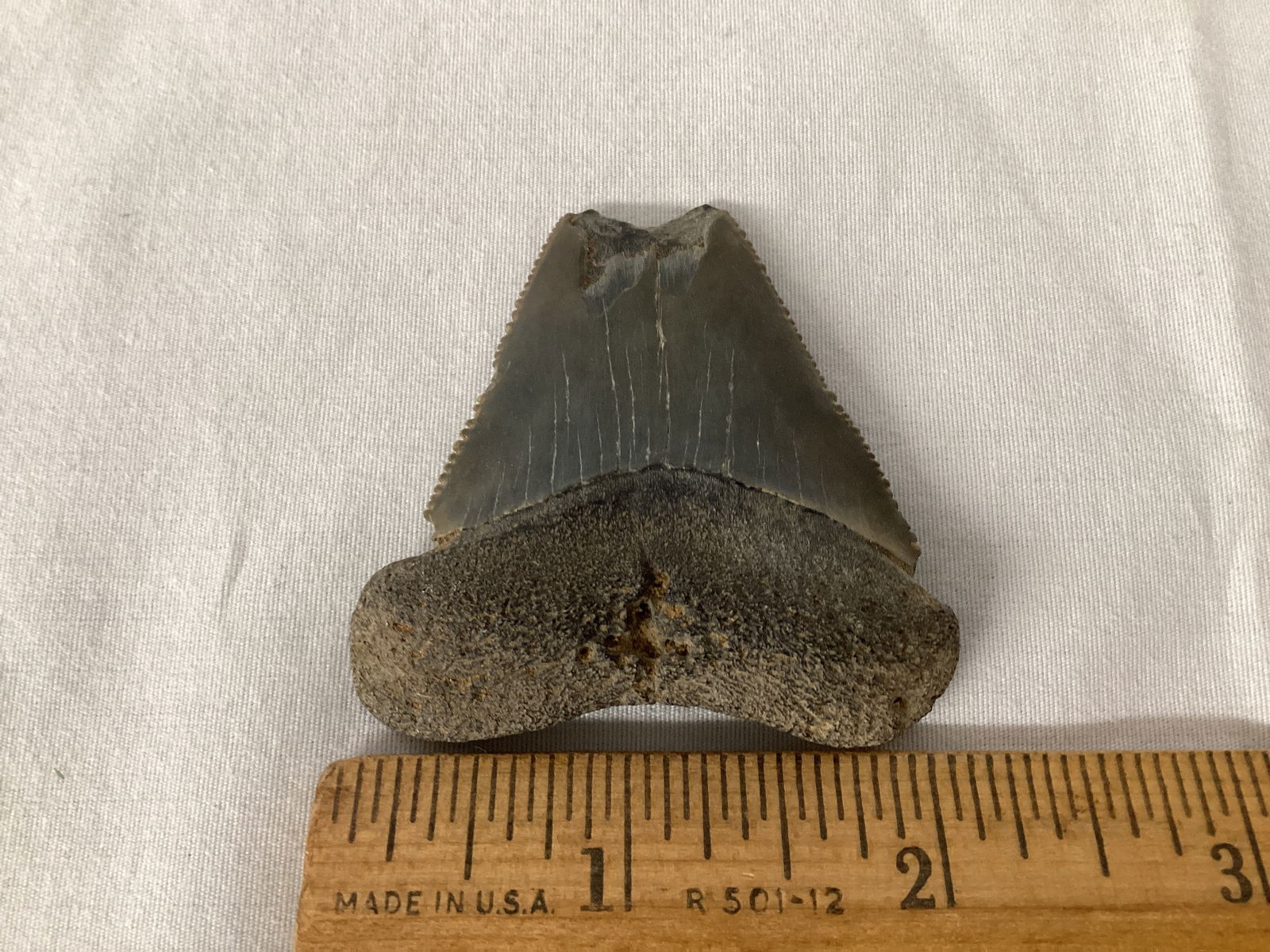 Fossilized Megalodon Shark Tooth - 2