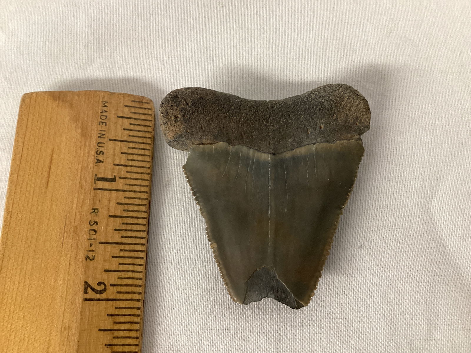 Fossilized Megalodon Shark Tooth - 3