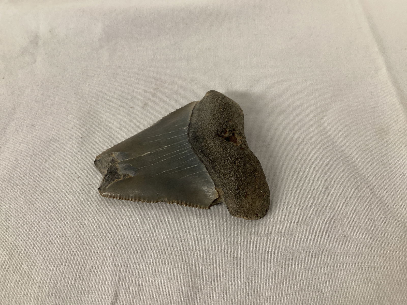 Fossilized Megalodon Shark Tooth - 4
