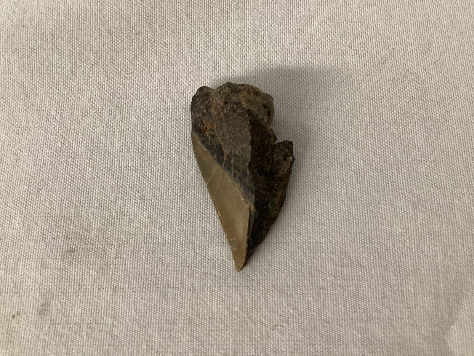 Partial Fossilized Shark Tooth: 3/4" x 1 1/4" 