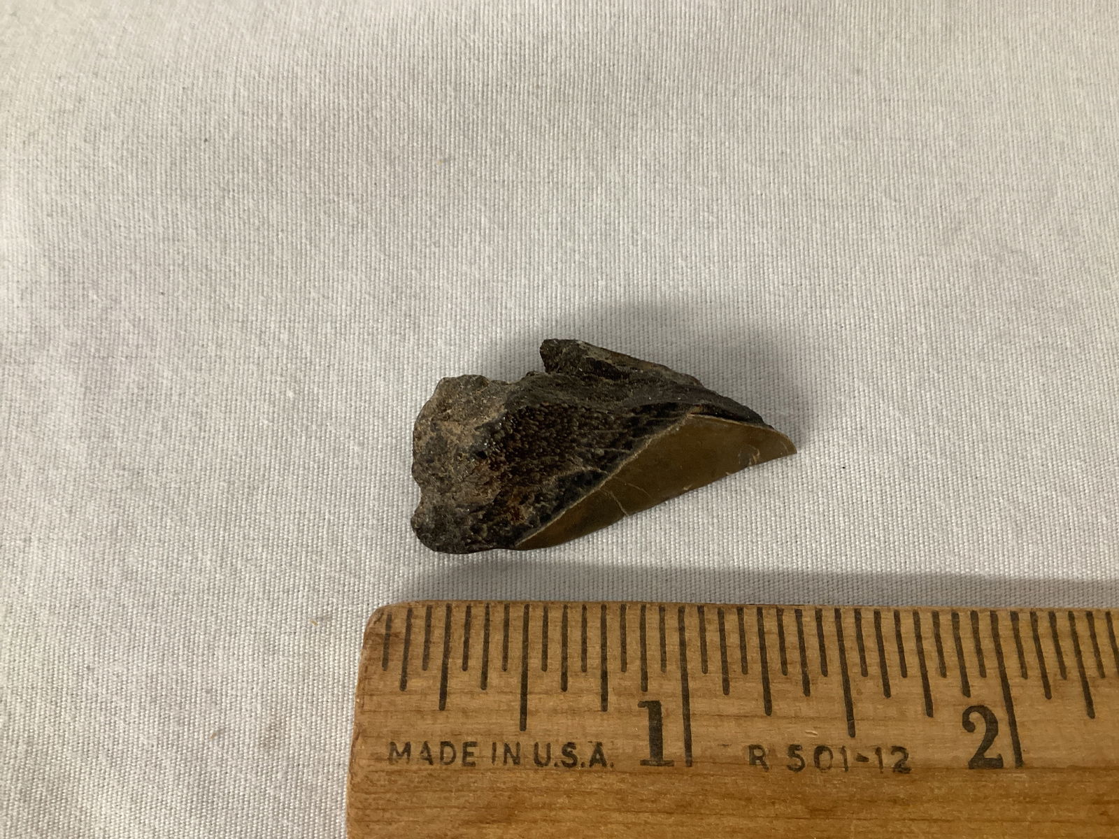 Partial Fossilized Shark Tooth - 2