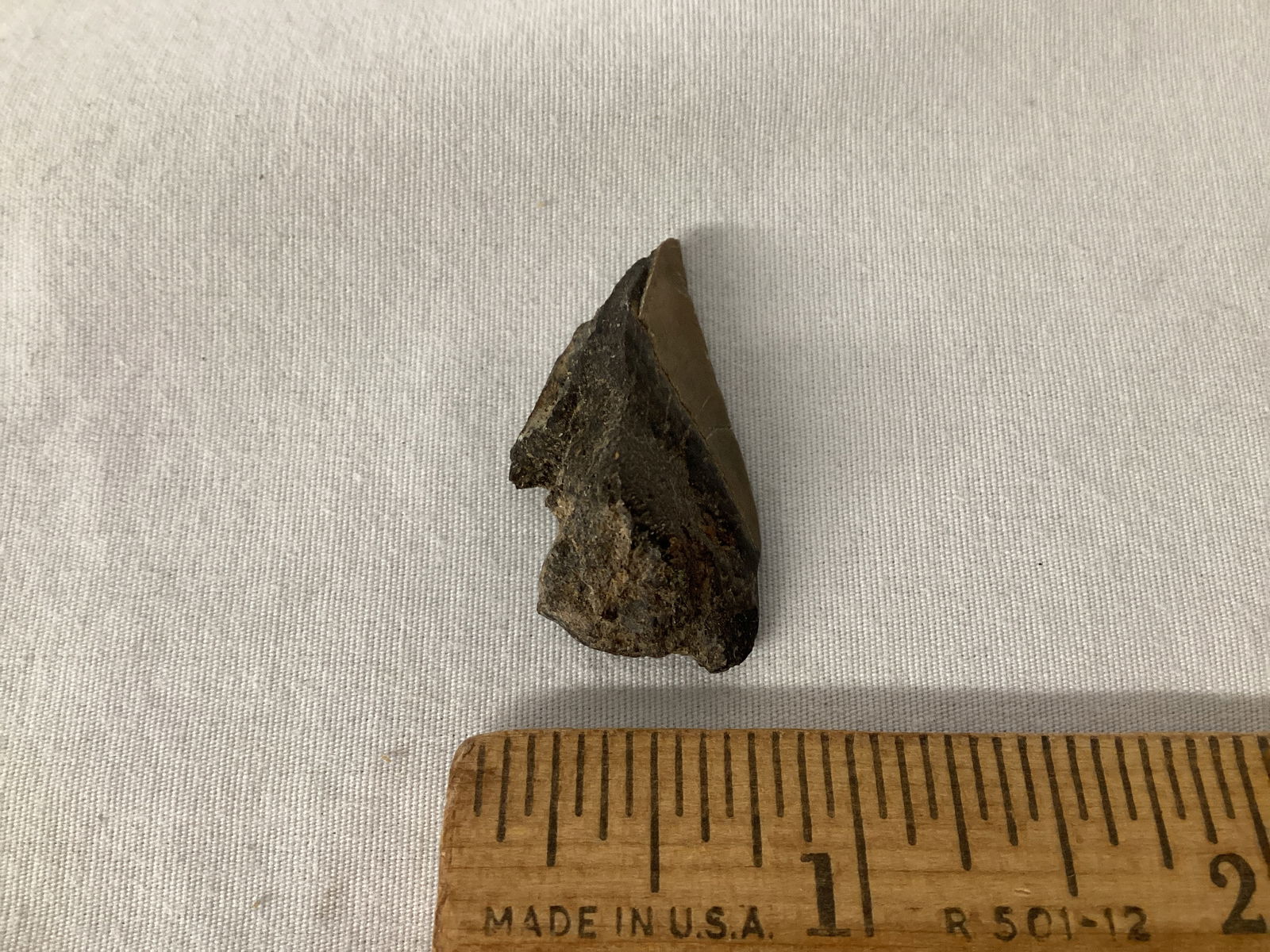 Partial Fossilized Shark Tooth - 3