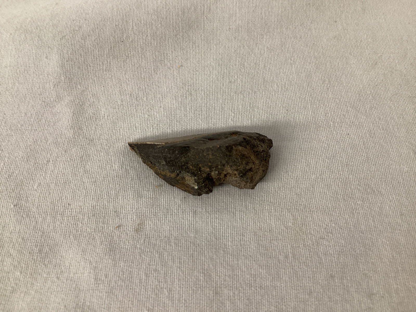 Partial Fossilized Shark Tooth - 4