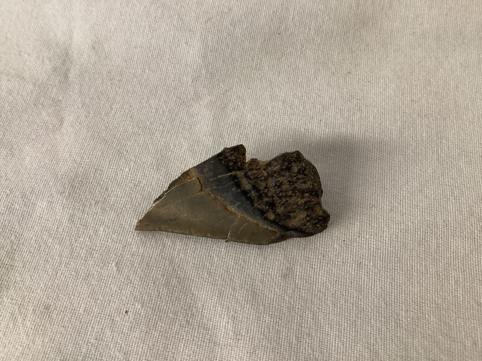 Partial Fossilized Shark Tooth - 5