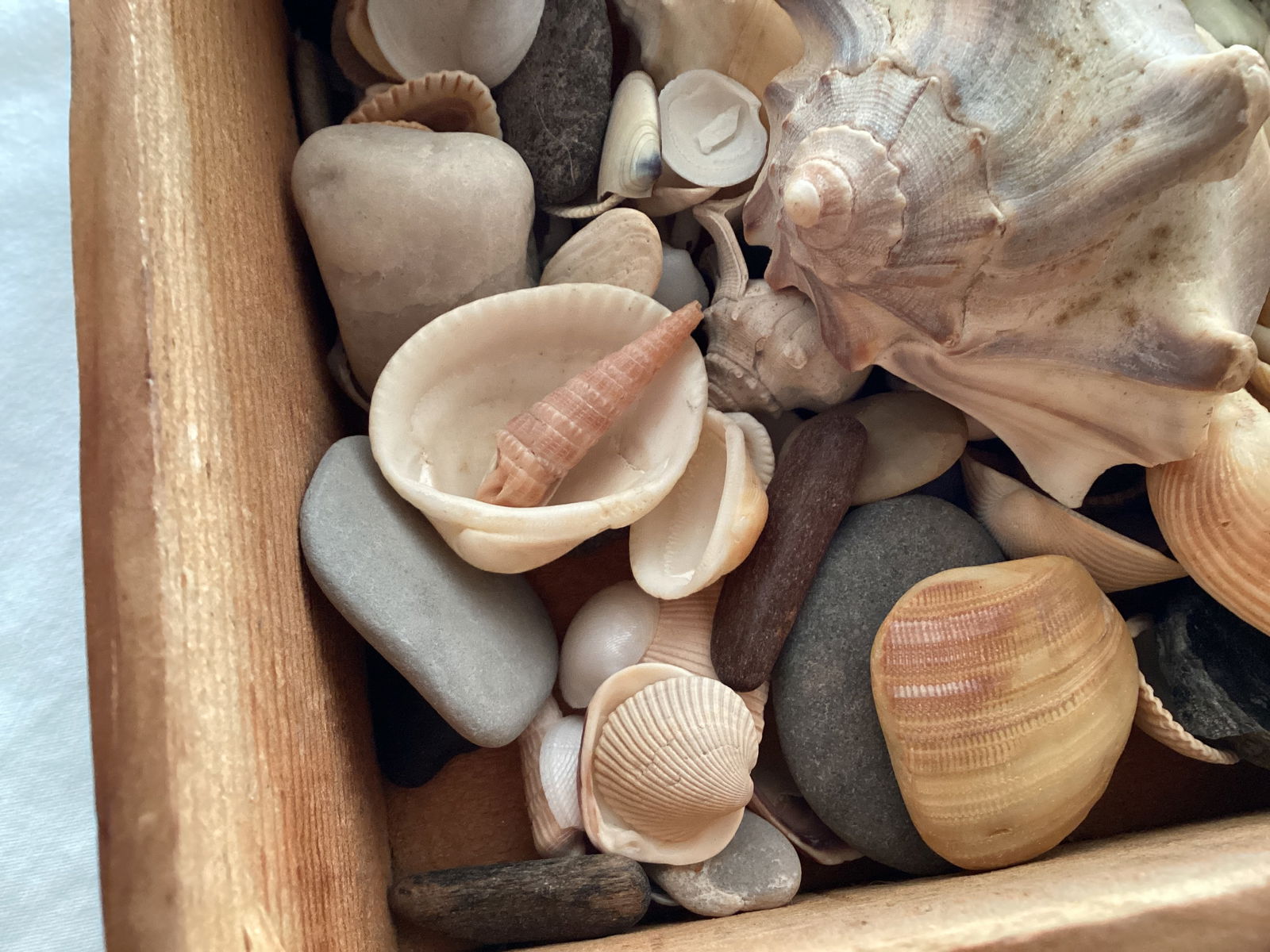 Seashells and Stones in Small Wooden Trinket Box - 2