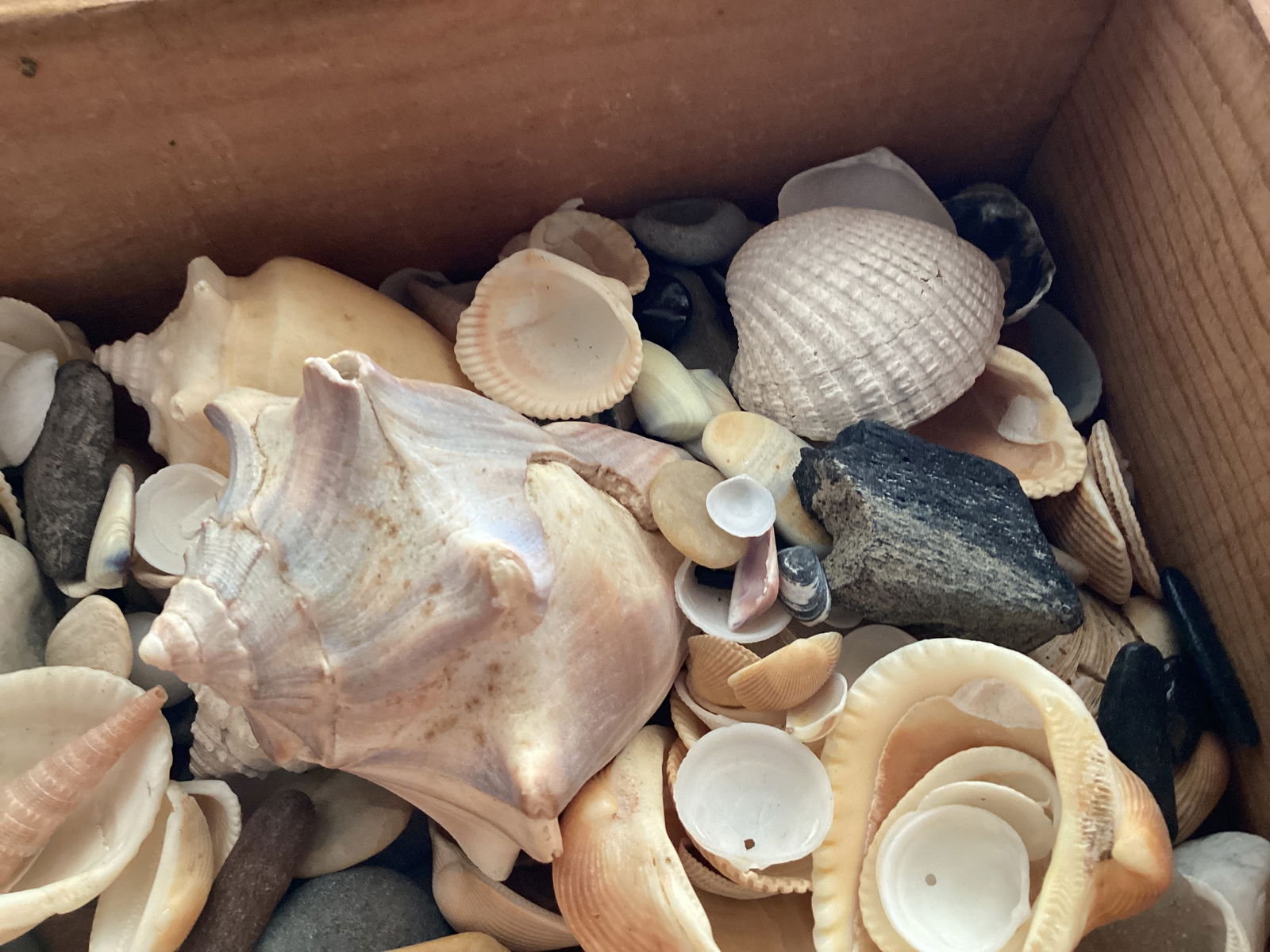 Seashells and Stones in Small Wooden Trinket Box - 4