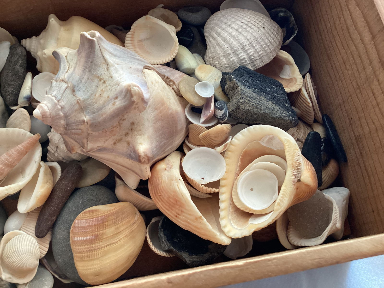 Seashells and Stones in Small Wooden Trinket Box - 5