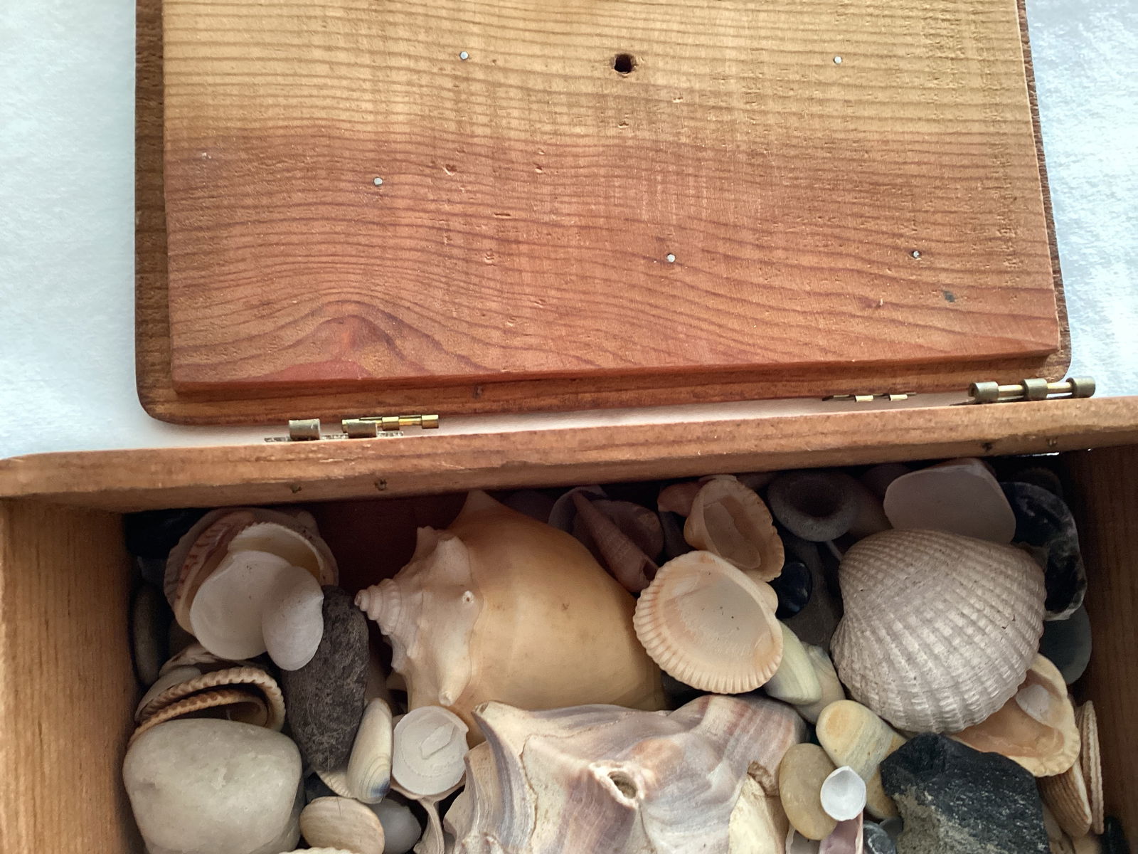 Seashells and Stones in Small Wooden Trinket Box - 6