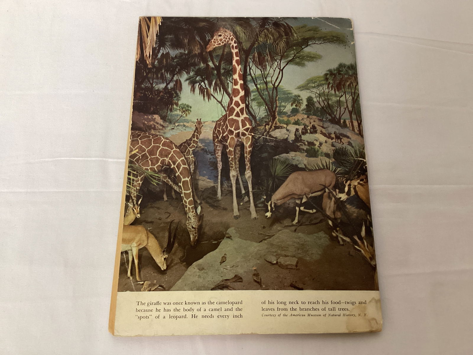 Tarzan's Jungle Annual 3 Dell Comic Book - 8