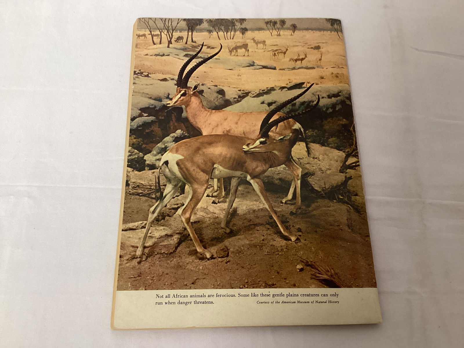 Tarzan's Jungle Annual 4 Dell Comic Book - 9