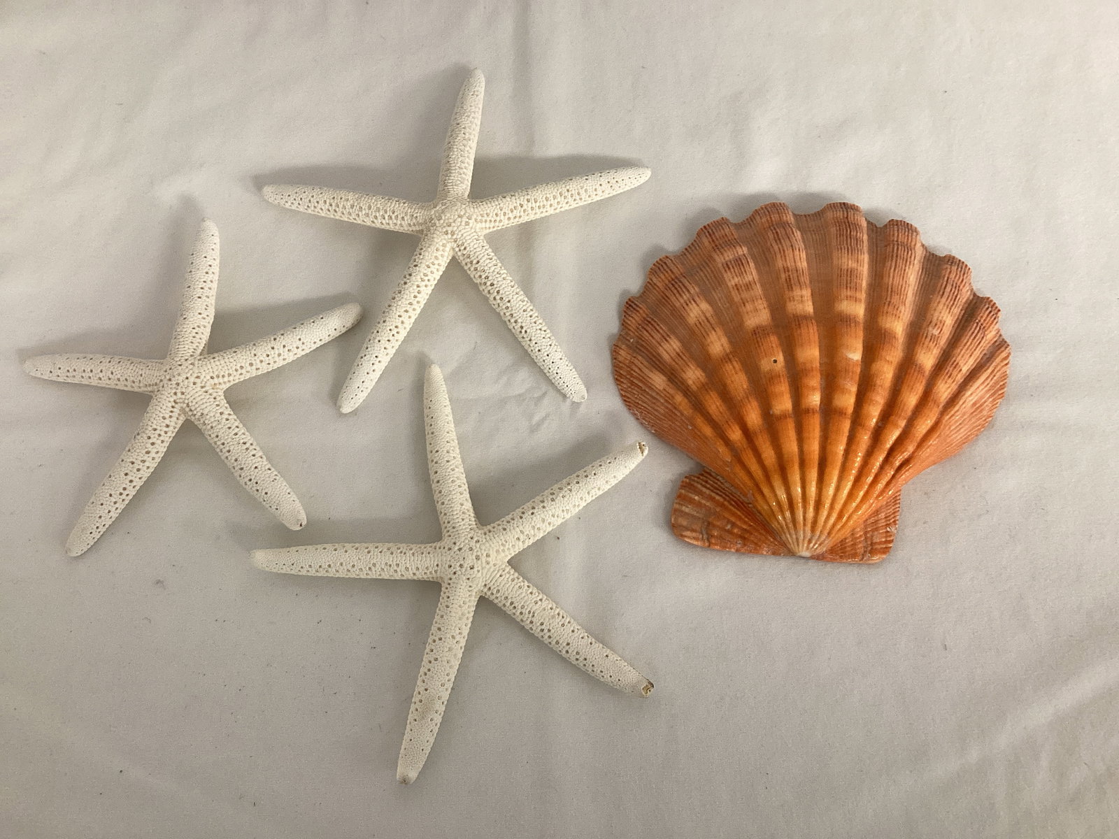 Starfish and Scallop Seashell: . 