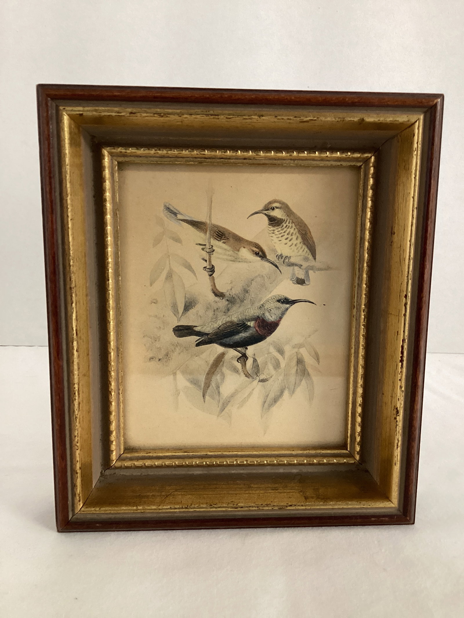 Vintage Bird Print in Frame (1 of 4)