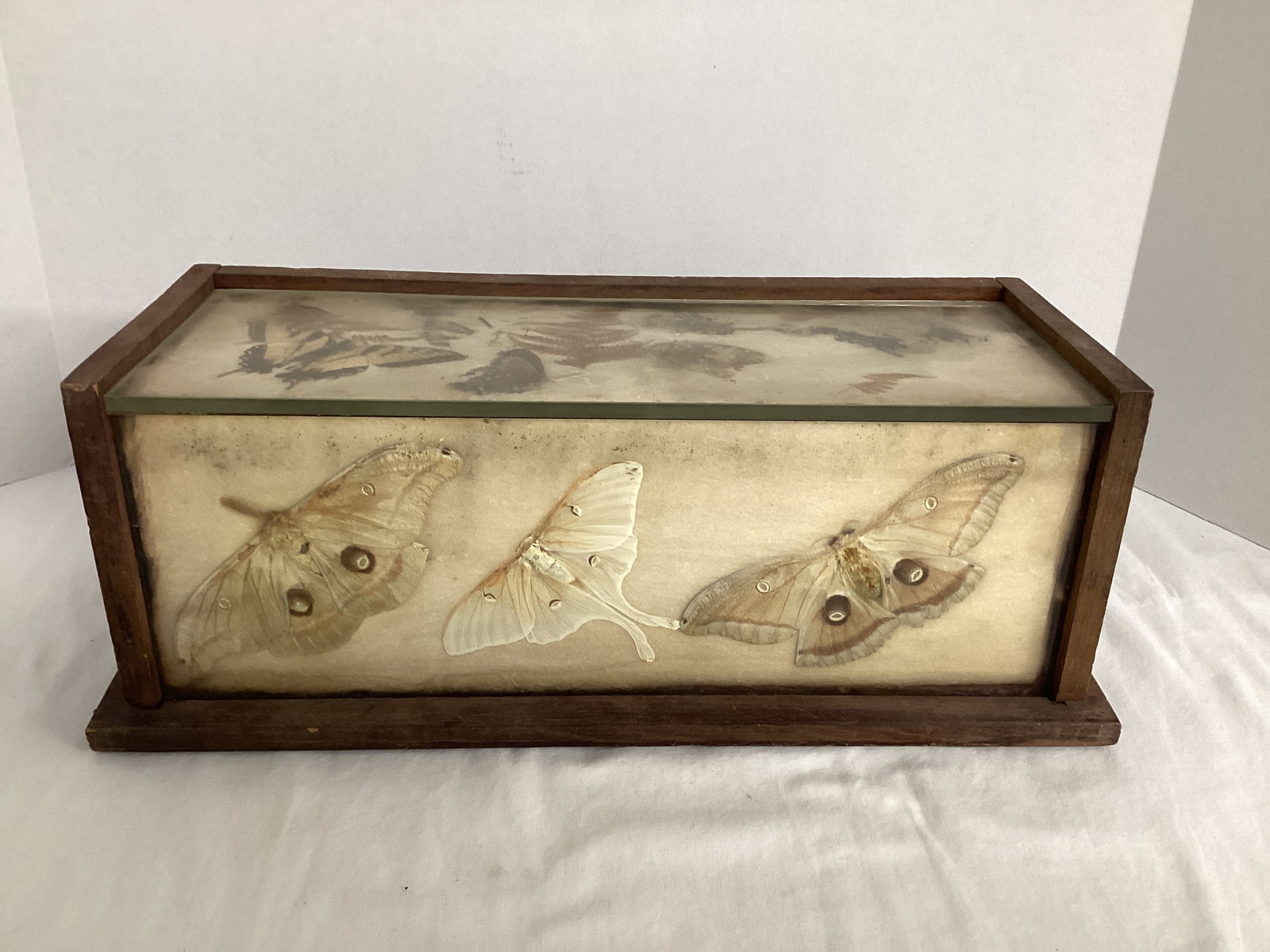 Hand Crafted Woodand Glass Display Box with Butterflies: 16" x 6 1/4" x 6" h