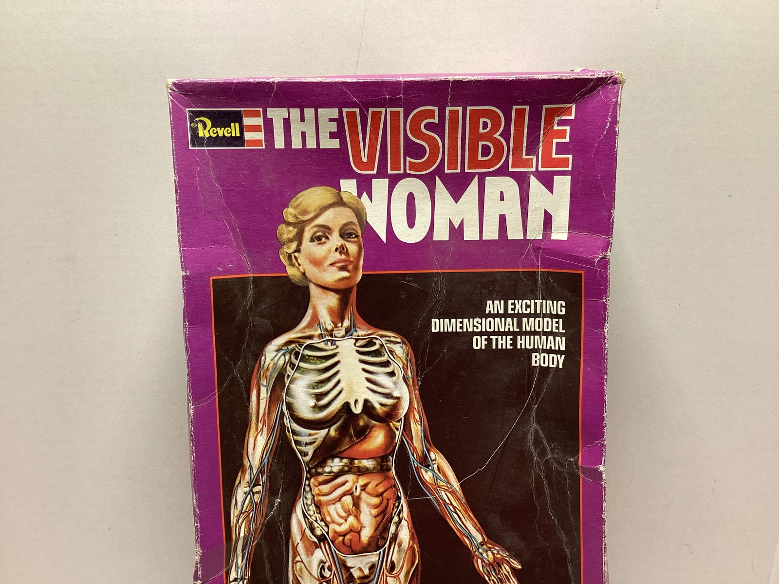 Revell The Visible Woman Model Kit - 2