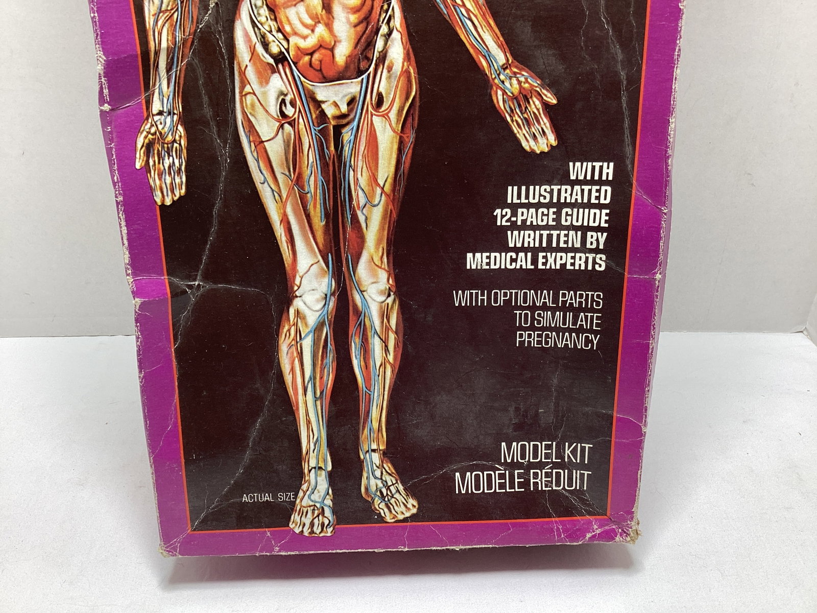 Revell The Visible Woman Model Kit - 3