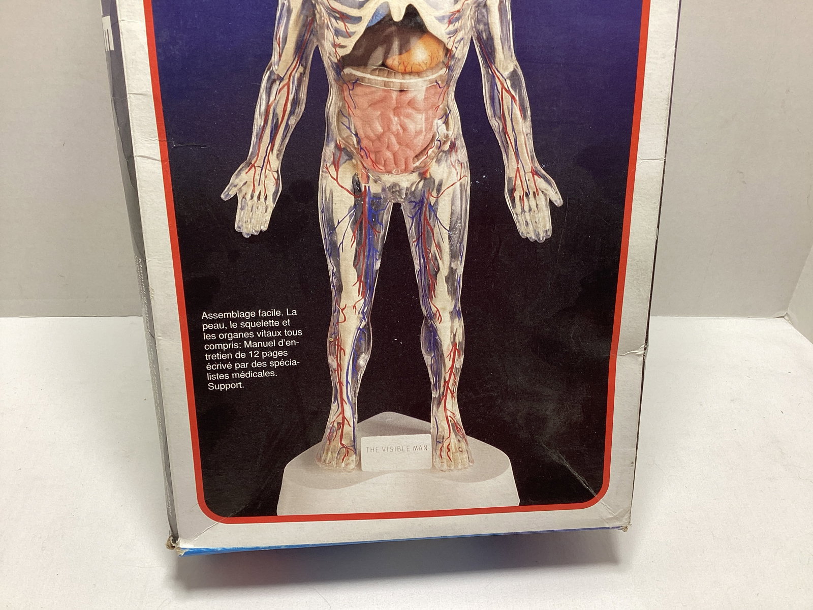 Skilcraft Visible Man Anatomy Model Kit - 3