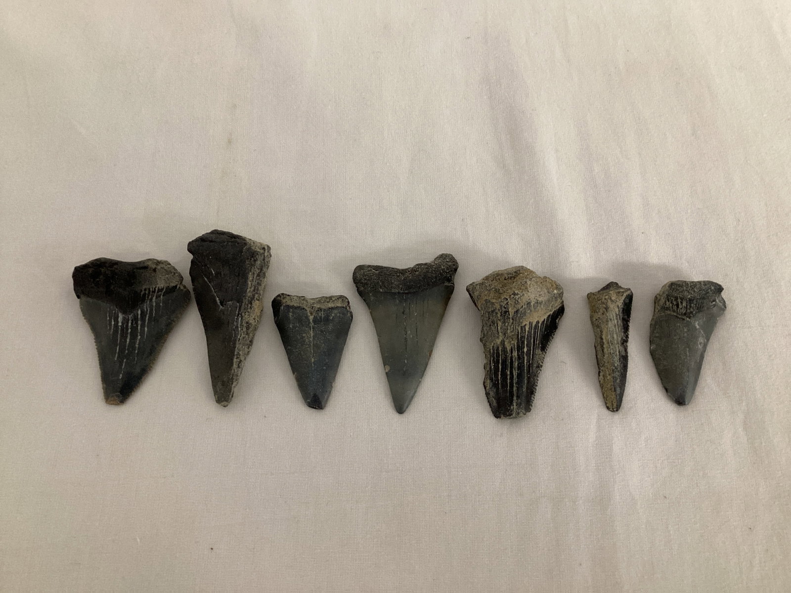 Fossilized Shark Teeth: .