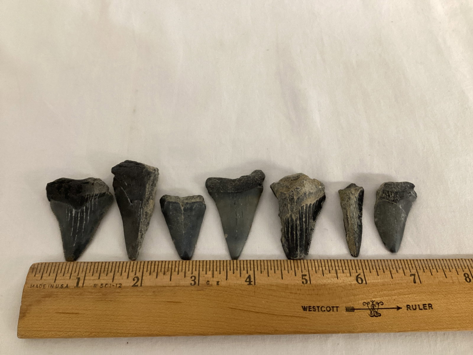 Fossilized Shark Teeth - 2