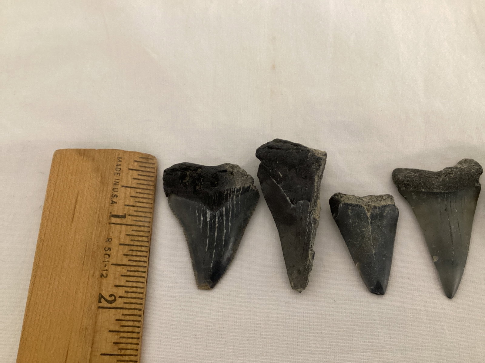 Fossilized Shark Teeth - 3