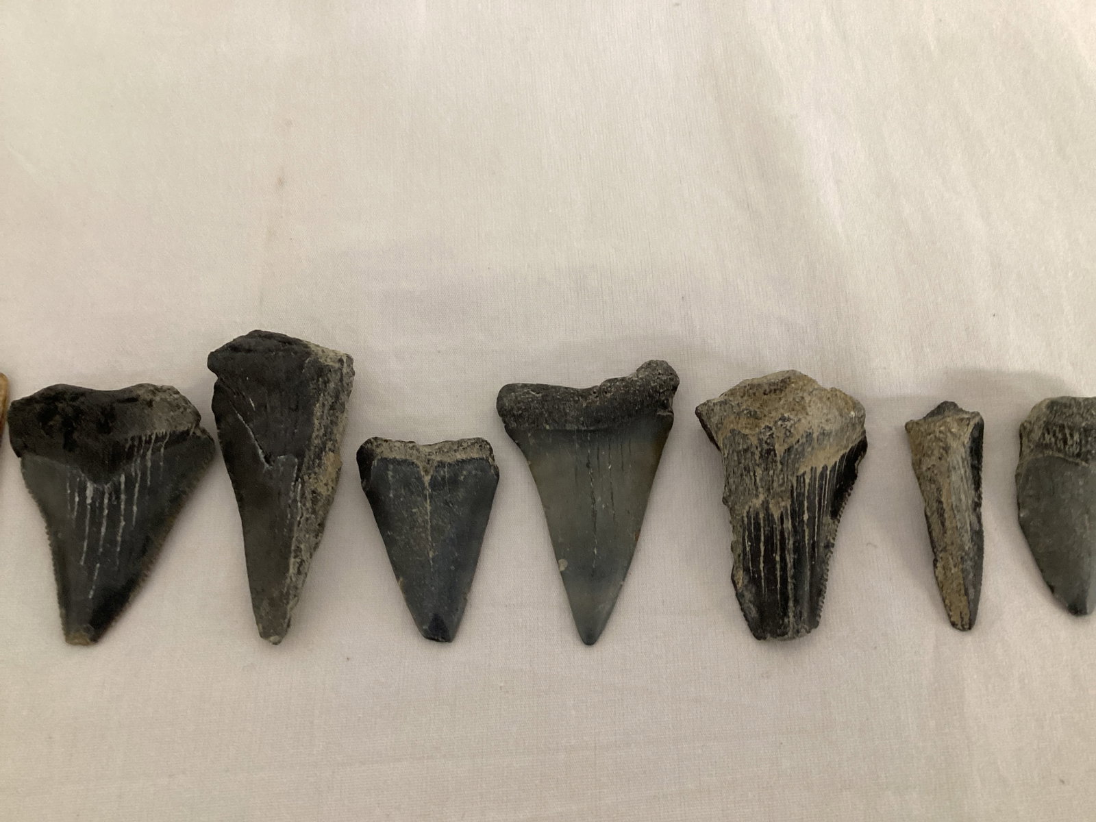 Fossilized Shark Teeth - 4