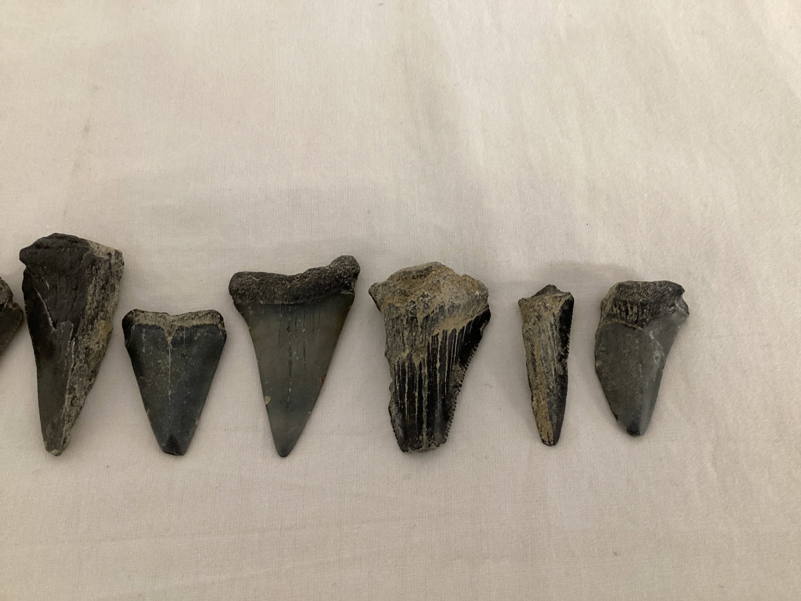 Fossilized Shark Teeth - 5