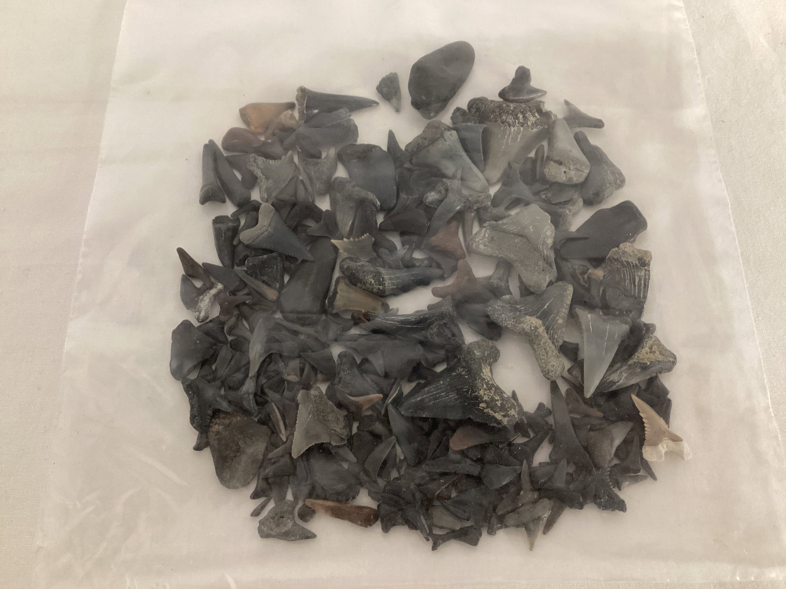 Fossilized Shark Teeth: .