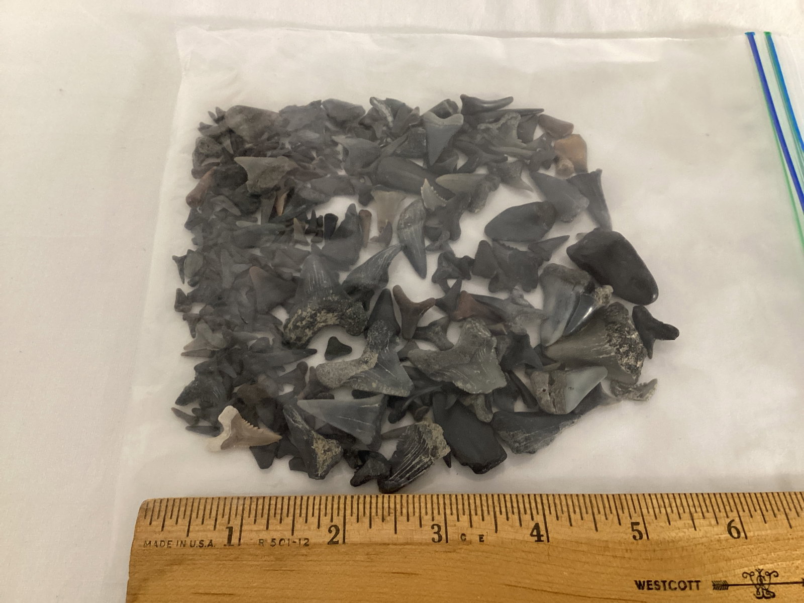 Fossilized Shark Teeth - 2