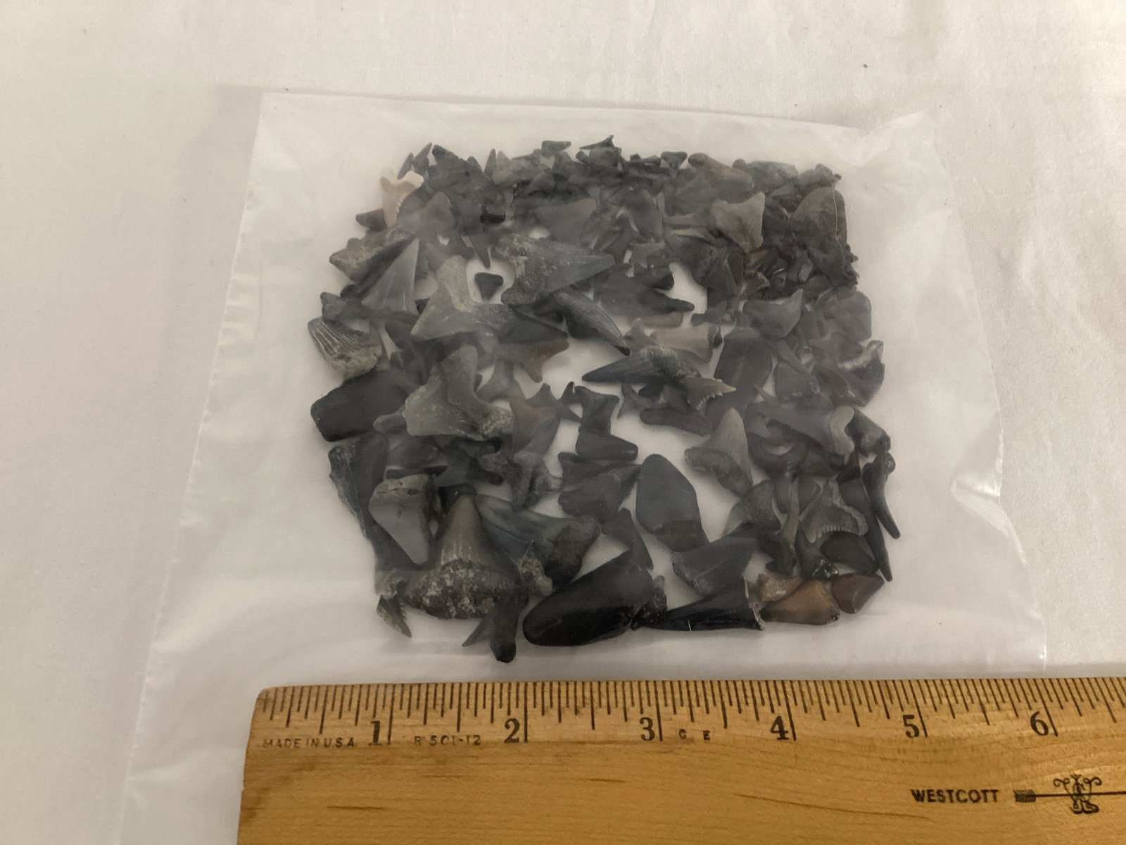 Fossilized Shark Teeth - 3