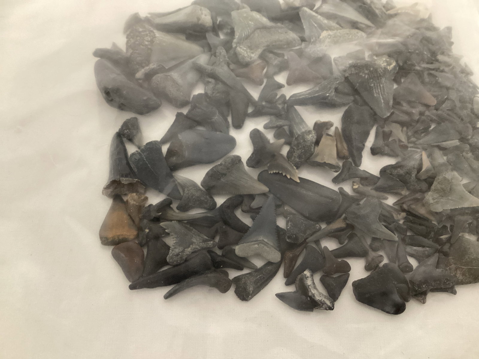 Fossilized Shark Teeth - 4