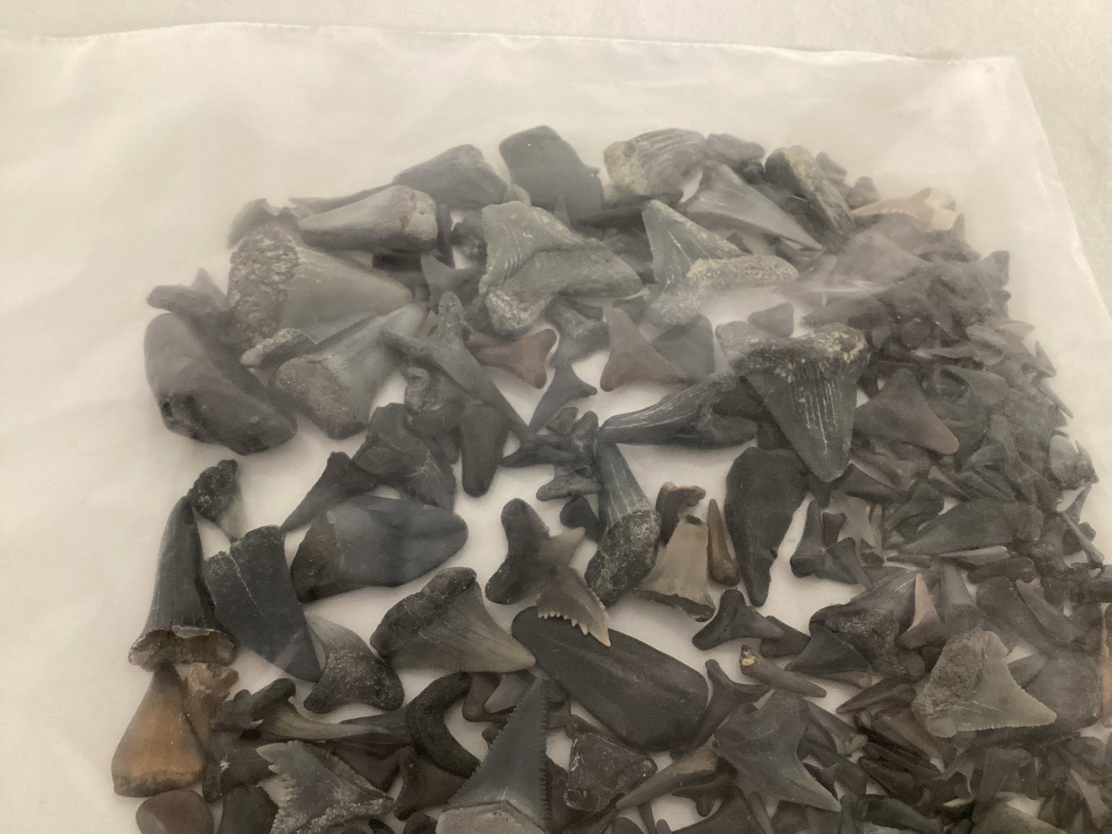 Fossilized Shark Teeth - 5