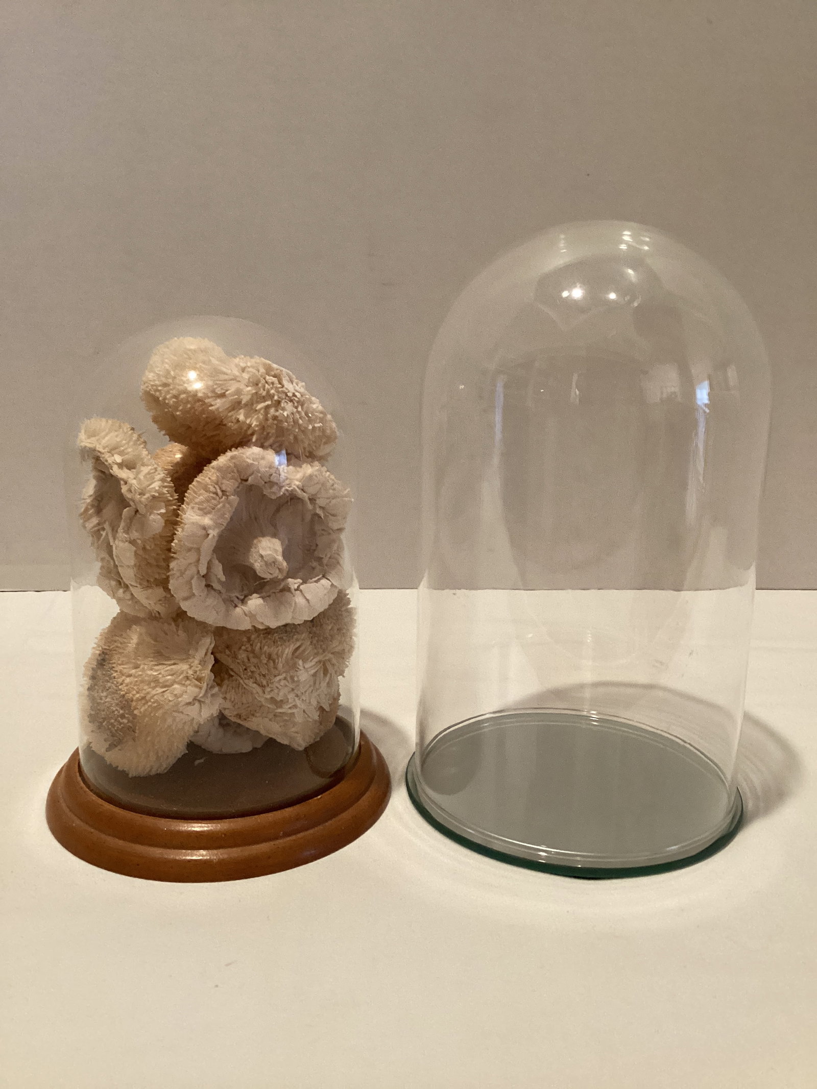Two Glass Domes: one with contents, 7" and 8" h
