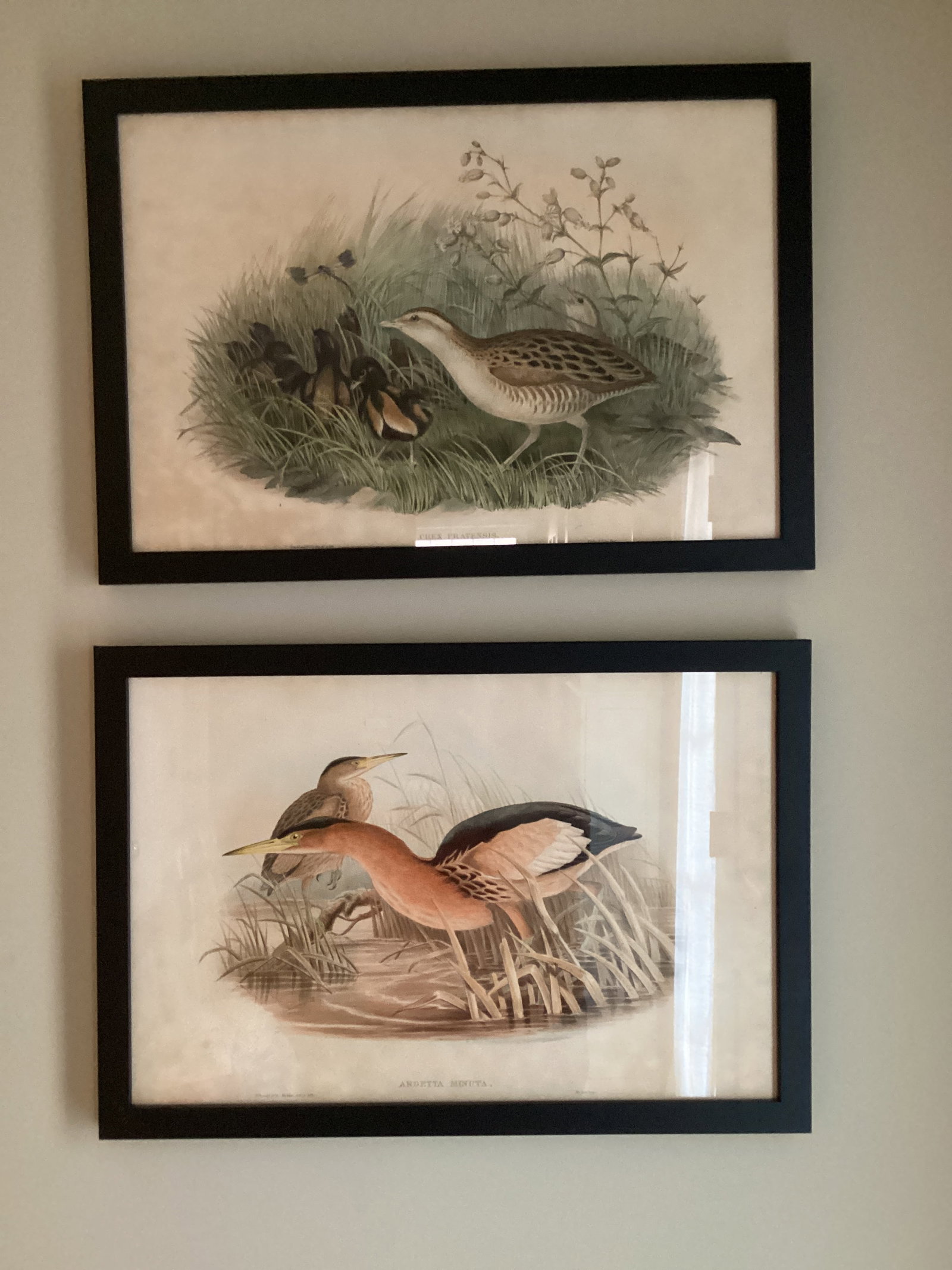Pair of Framed J. Gould Bird Prints: 23" x 16", shipping unavailable for this lot