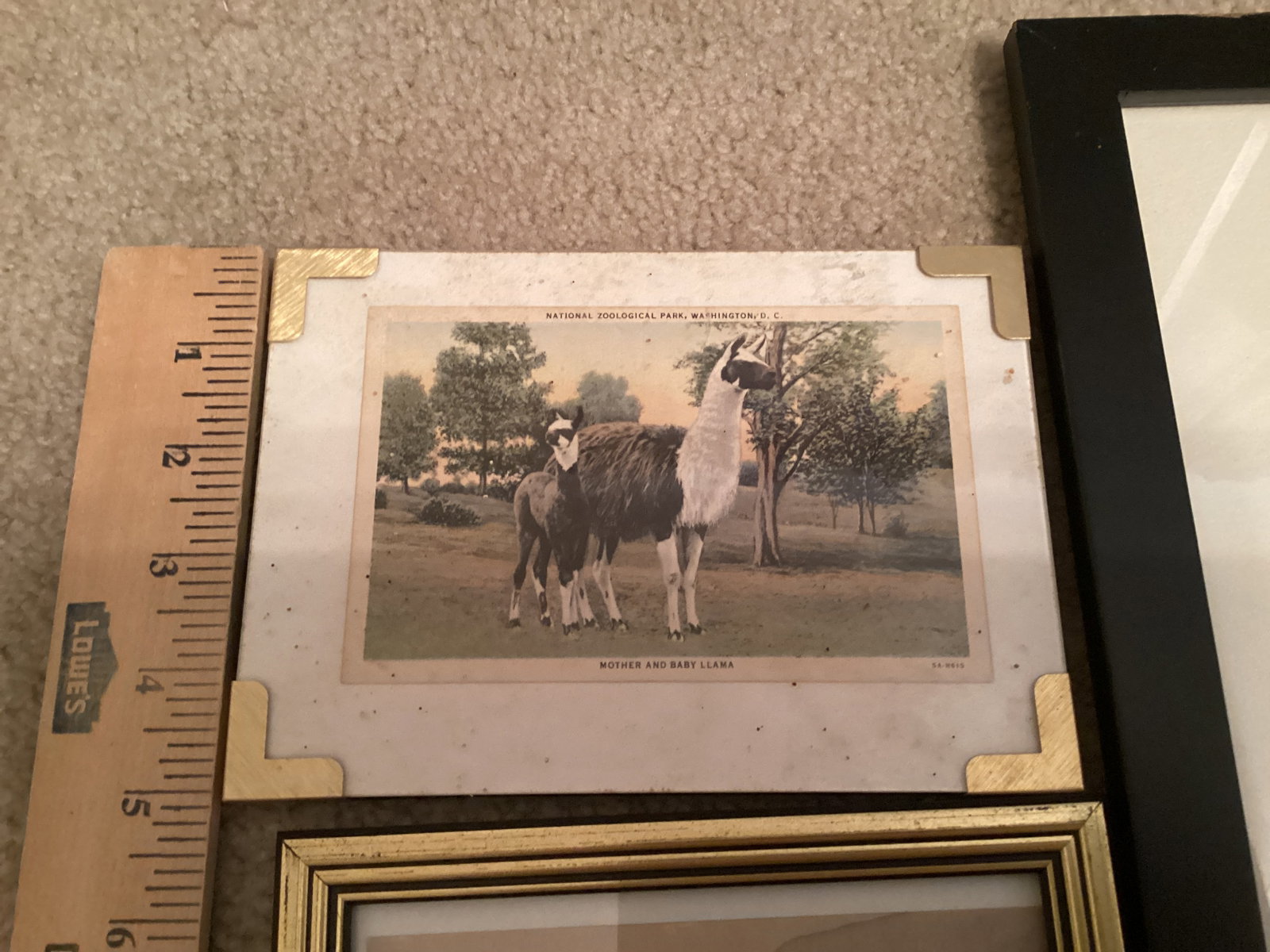 Framed Animal Prints - 2