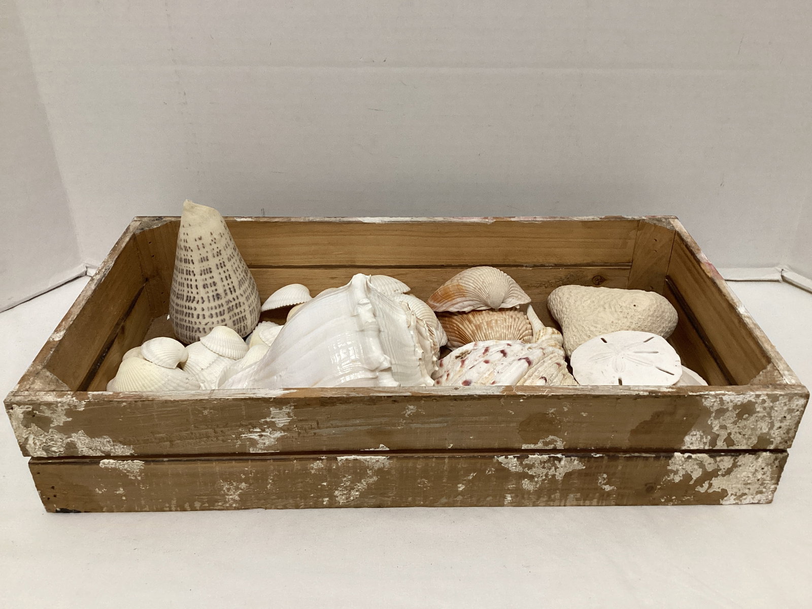Seashells (1 of 7)
