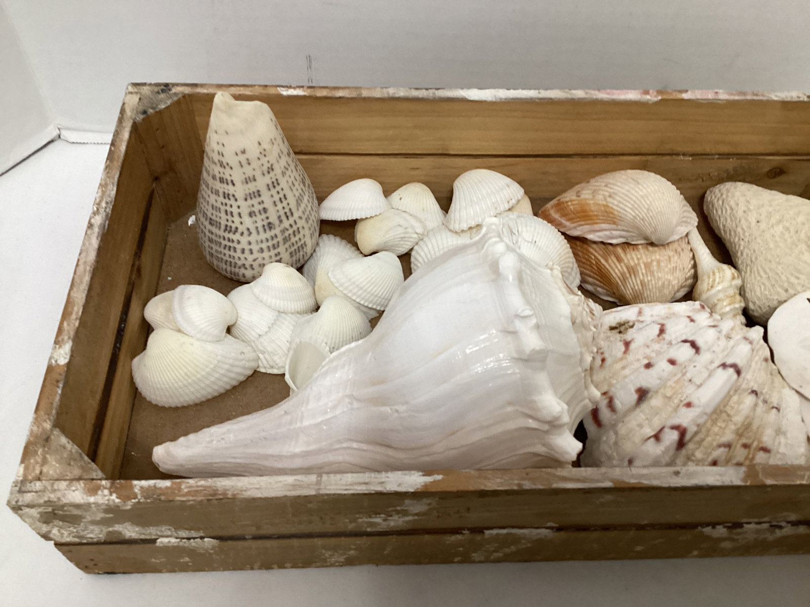 Seashells - 2