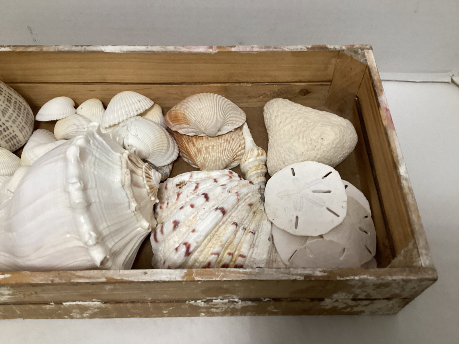 Seashells - 3