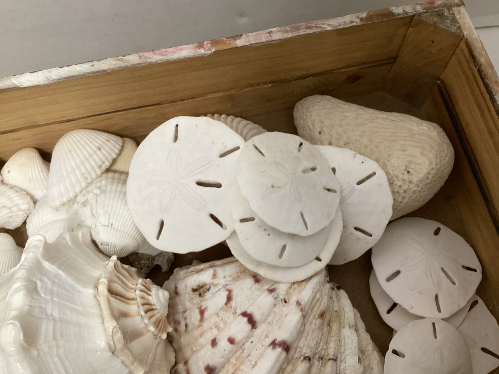 Seashells - 4