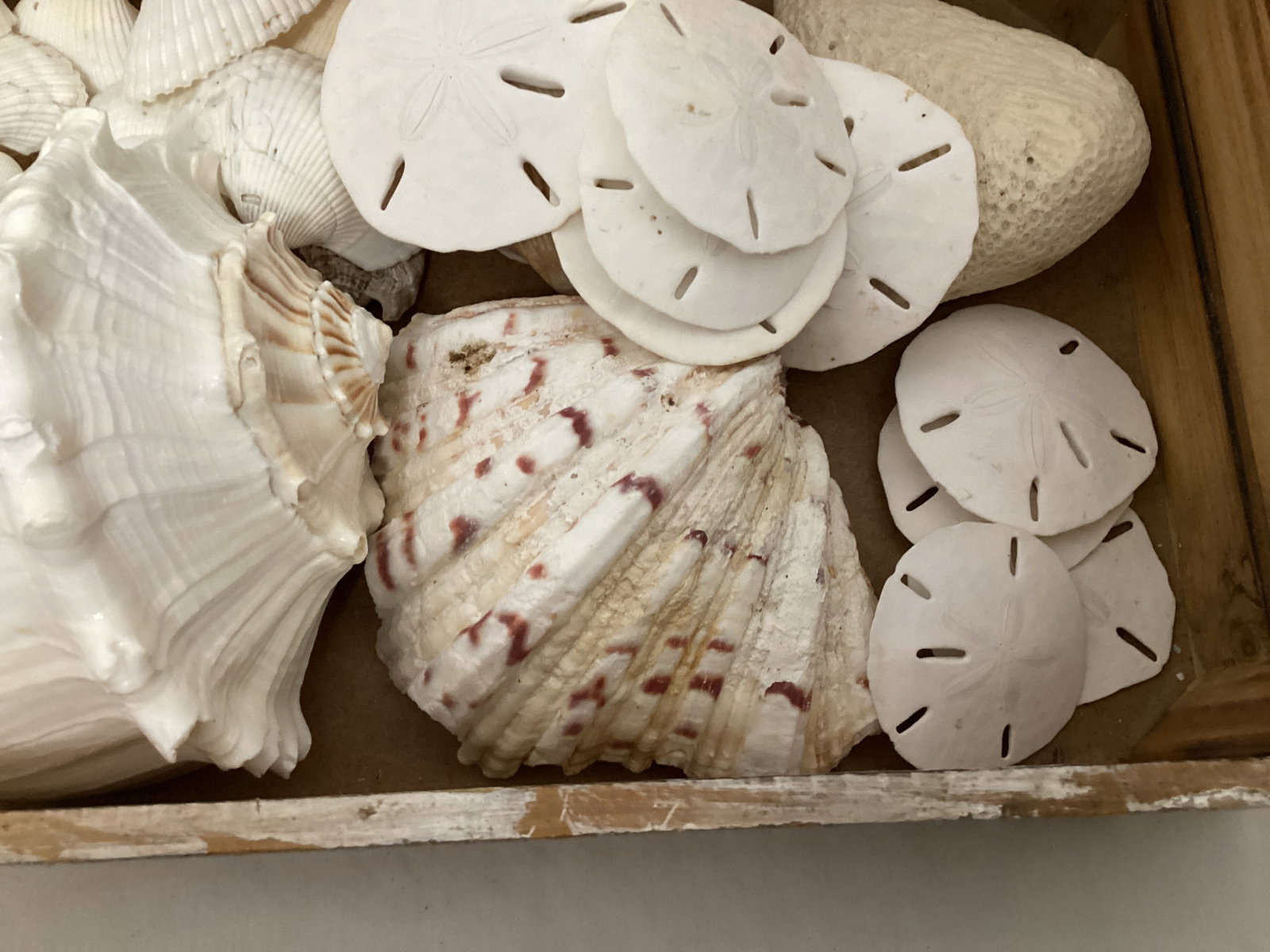 Seashells - 5